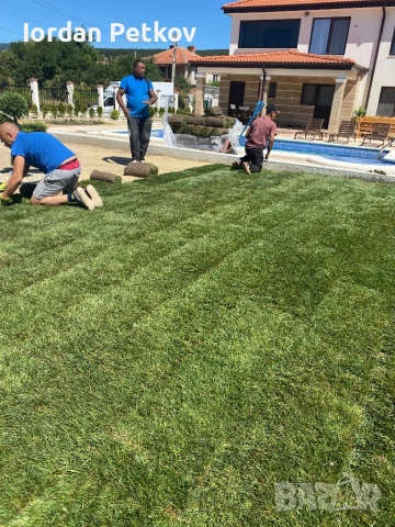 Тревен чим , снимка 10 - Градински цветя и растения - 51528828