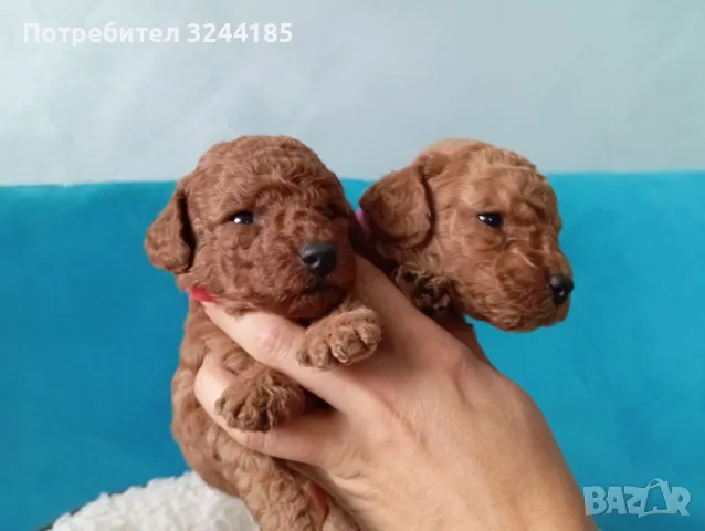 Той Мини Пудел 🐩, снимка 8 - Пудели - 48066158