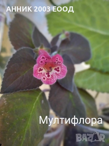 Сортови колерии, снимка 4 - Стайни растения - 53782439