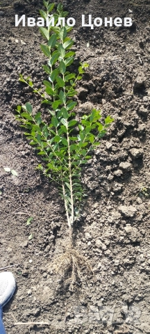 Лигуструм Овалифолиум - Цена за 1бр -0.70лв., снимка 10 - Разсади - 51955767