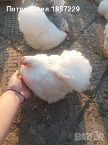 мини кохин кокошки 