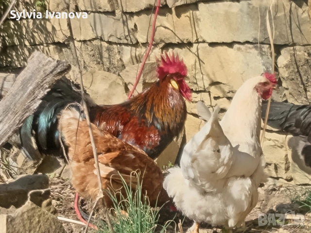 легхорн петел, страхотен, породист, снимка 2 - Кокошки и пуйки - 53845519