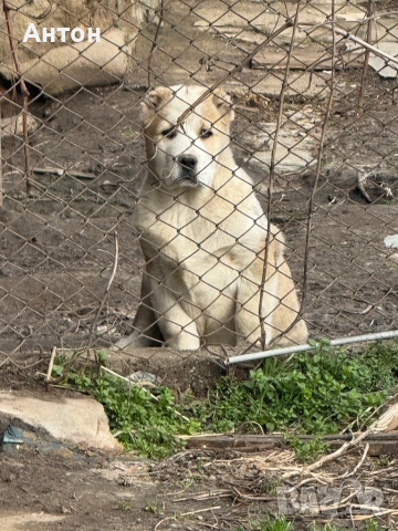 Алабай (Средно Азиатска овчарка), снимка 7 - Алабай - 52940508