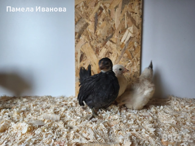 Шабо пиленца на 45 дни , снимка 3 - Кокошки и пуйки - 54169302