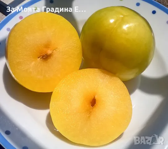 Слива Ту-Сун 