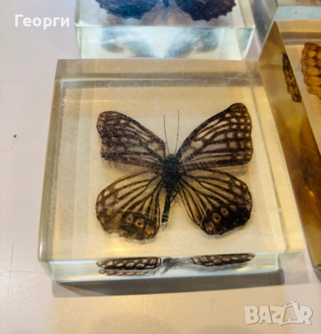 Пеперуди, снимка 16 - Колекции - 53656258