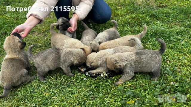 Продавам кангали, снимка 4 - Кангал - 53963577