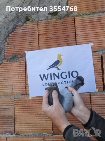 Продавам спортни гълъби , снимка 6 - Гълъби - 52929342