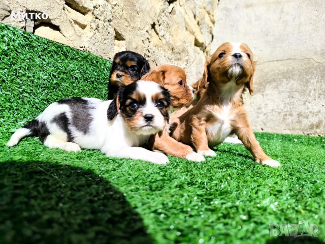 Кавалер Кинг Чарлз шпаньол , снимка 9 - Кавалер кинг чарлз шпаньол - 51169749