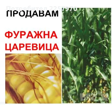 Царевица за фураж продавам, снимка 1 - За селскостопански - 47577368