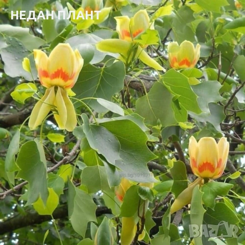 Лирово дърво