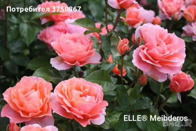 РОЗА 🌹 ELLE® Meibderos 🌹, снимка 2 - Градински цветя и растения - 49345566