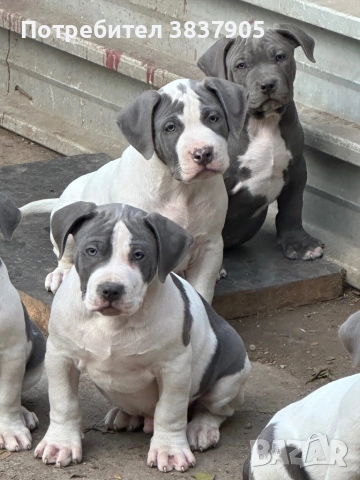 Американко були хл