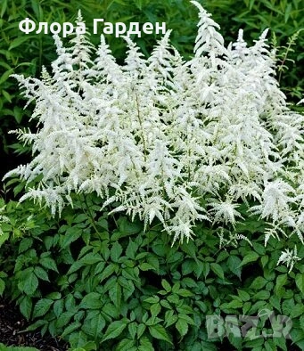 МНОГОГОДИШНИ ЦВЕТЯ - Коренища, снимка 17 - Градински цветя и растения - 53138637