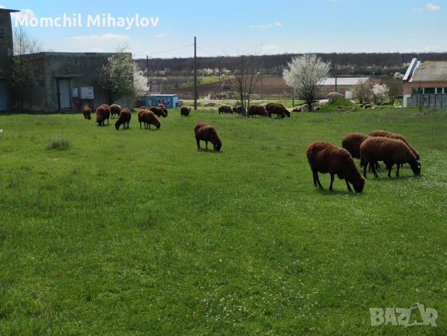 продавам овце 