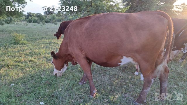 Продавам крави с телета, снимка 4 - Крави - 46370373