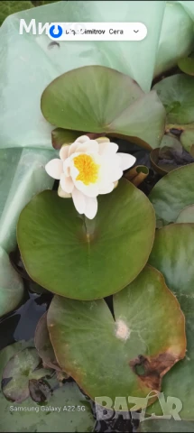 Водна лилия , снимка 4 - Градински цветя и растения - 50600629