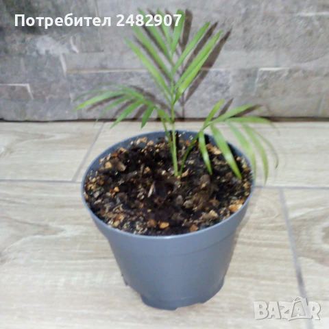 Палма "Хамедорея" , снимка 4 - Стайни растения - 51303544