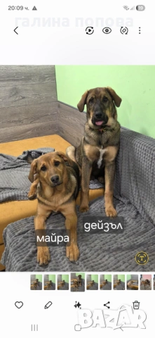 Търся стопани на кученца, снимка 8 - Други - 53074703