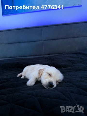 Чистокрьвен мъжки голдьн ретрийвьр / golden retriever, снимка 3 - Голдън ретривър - 53961290