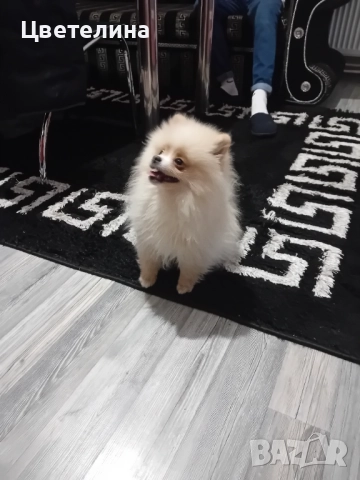 Мини померан