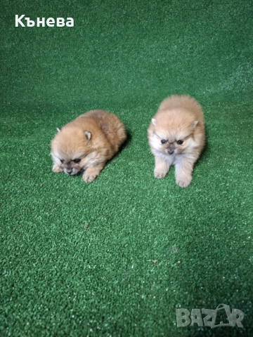  Померан, снимка 3 - Померан - 52935557