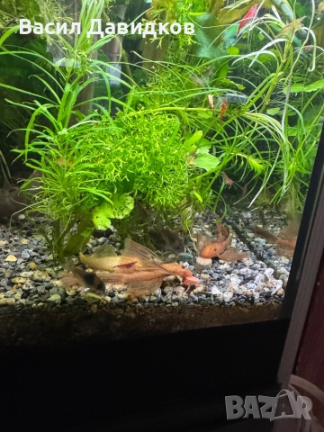 Плата , Молинезия , Гупи , Хелери , снимка 15 - Рибки - 51471426