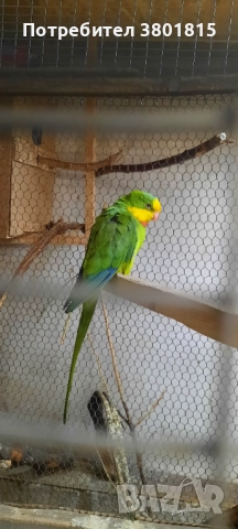 Барабанди папагали, снимка 6 - Папагали - 52241058
