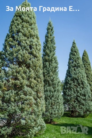 Аризонски кипарис 