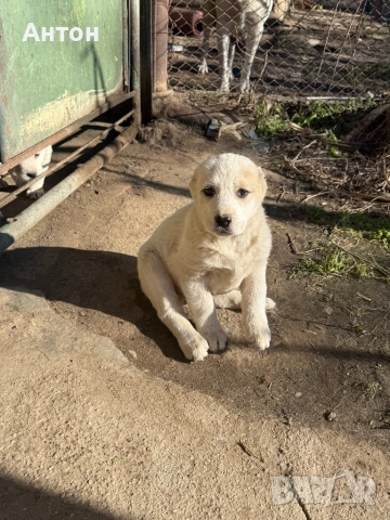 Алабай (Средно Азиатска овчарка), снимка 10 - Алабай - 52940508