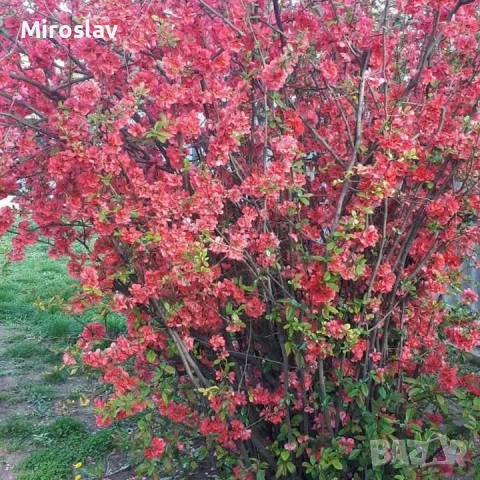 Японска Дюля/4 Налични цвята, снимка 7 - Градински цветя и растения - 50603139