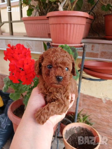 Той пудел- момиче и момче, снимка 4 - Пудели - 54181433