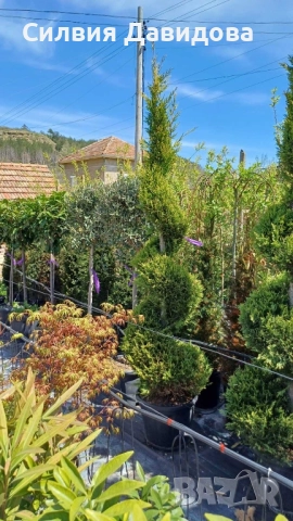 Лейландски кипарис щам топка, пон пон, спирала, снимка 17 - Градински цветя и растения - 52501247