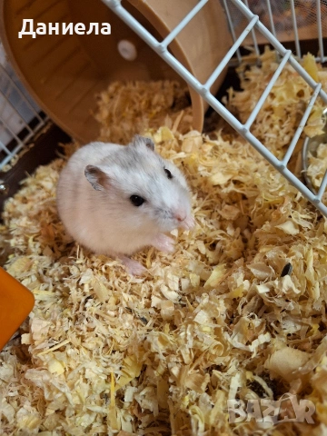 Подарявам хамстери