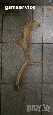 Рога от елен лопатар (Dama dama)., снимка 6 - Декорация за дома - 52206451