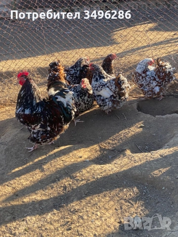 Яйца от Орпингтон