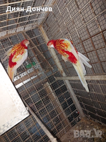 Продавам розели, снимка 2 - Папагали - 53962769