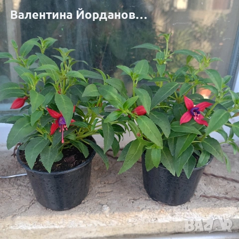 каскадна фуксия обичка , снимка 3 - Градински цветя и растения - 54021822