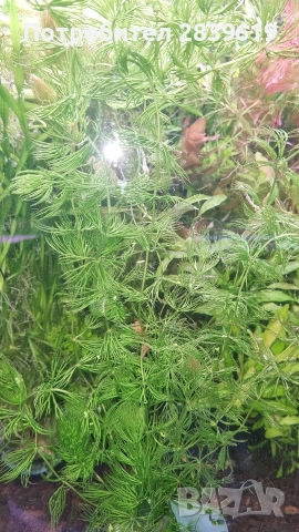Аквариумни растения , снимка 5 - Рибки - 52689013