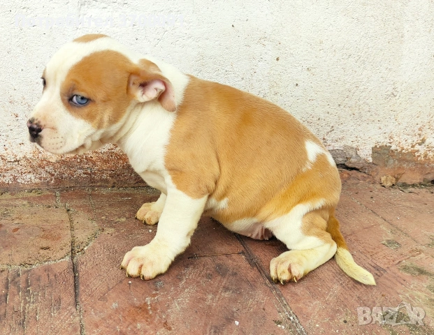 питбул, снимка 4 - Питбул - 53611149