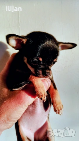 Миниатюрна  красавица