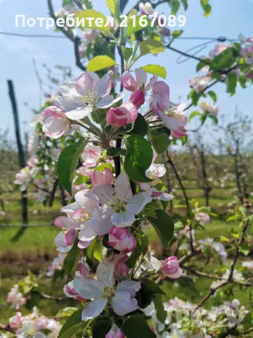 Продавам Овощна / Ябълкова Градина, снимка 12 - Земеделска земя - 49704923