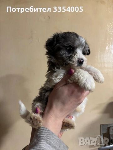 Мъжко йорки уникат, снимка 2 - Йоркширски териер - 53650183