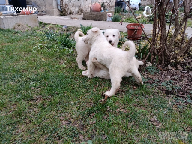 Алабай , снимка 7 - Алабай - 53407632