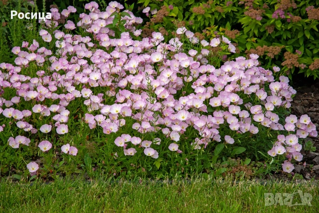 Продавам разсад от Сладък пелин , Змийско мляко , снимка 3 - Разсади - 54086197