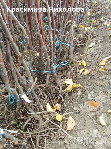 Продавам овощен посадъчен материал, снимка 4 - Разсади - 52362615