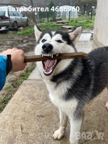 Хъски - Куче, снимка 2 - Хъски - 52841276