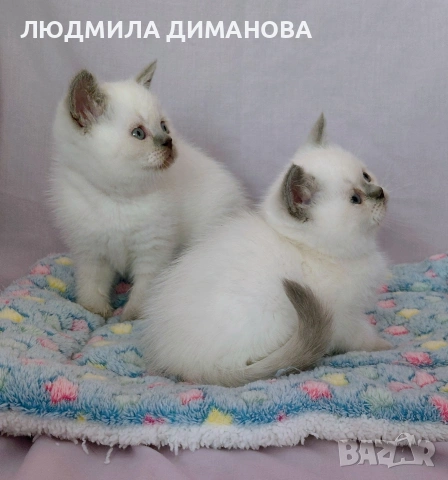 Шотландски със сини очи. Мъжки женски , снимка 8 - Британска късокосместа - 53042870