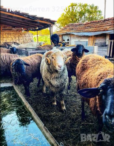 Свободни местни овце, снимка 1 - Овце - 45197163