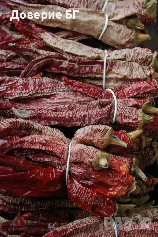 Семе , семена на чушки люти Везанка разсад Съдържат витамини С, А, К и В6, калий, манган, желязо, снимка 5 - Разсади - 47393993